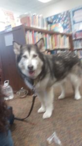 Layla The Malamute meeting me where i was.